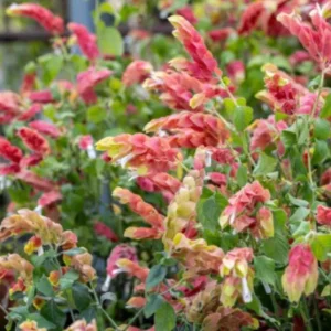 Red Shrimp Live Plant - Justicia brandegeeana - 3-6