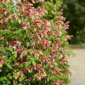 Red Shrimp Live Plant - Justicia brandegeeana - 3-6
