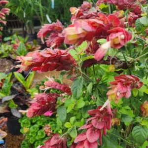 Red Shrimp Live Plant - Justicia brandegeeana - 3-6
