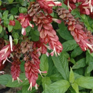 Red Shrimp Live Plant - Justicia brandegeeana - 3-6