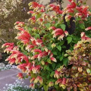 Red Shrimp Live Plant - Justicia brandegeeana - 3-6" Tall - Tropical Flowering Plant - Image 1