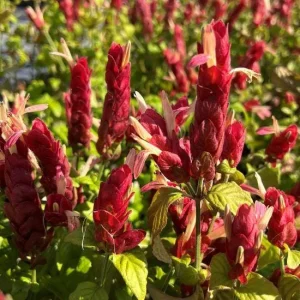 Red Shrimp Plant - 3 Live Starter Plants, Beloperone guttata, 4-6in Tall, Outdoor - Image 3