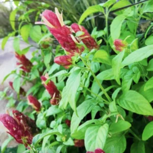 Red Shrimp Plant - 3 Live Starter Plants, Beloperone guttata, 4-6in Tall, Outdoor - Image 5
