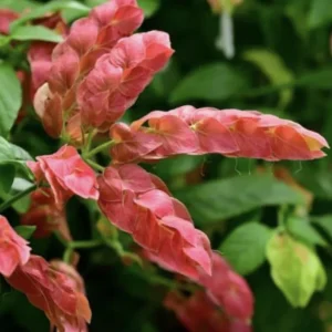 Red Shrimp Plant - 3 Live Starter Plants, Beloperone guttata, 4-6in Tall, Outdoor - Image 1