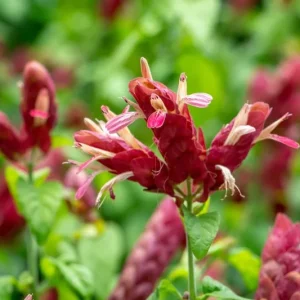 Red Shrimp Plant Live Starter Plants – 3 Pack, 4-6 Inches Tall – Beloperone guttata – Indoor/Outdoor - Image 2