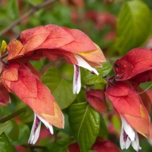 Red Shrimp Plant Live Starter Plants – 3 Pack, 4-6 Inches Tall – Beloperone guttata – Indoor/Outdoor - Image 4