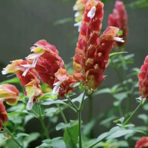 Red Shrimp Plant Live Starter Plants – 3 Pack, 4-6 Inches Tall – Beloperone guttata – Indoor/Outdoor - Image 6