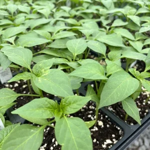Red Sriracha Chili Live Plant - Super Hot Peppers, Lot of 3, 2-3 ft Tall - Image 1
