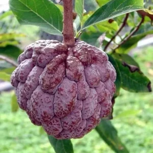 Red Sugar Apple Tree Live Plant – 8-12 inch – Half Gallon Pot – Outdoor Fruit Tree - Image 1
