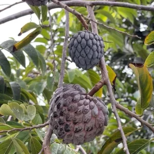 Red Sugar Apple Tree Live Plant – 8-12 inch – Half Gallon Pot – Outdoor Fruit Tree - Image 2