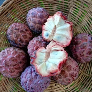 Red Sugar Apple Tree Live Plant – 8-12 inch – Half Gallon Pot – Outdoor Fruit Tree - Image 3