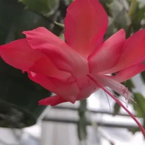 Red Thanksgiving Cactus Live Plant – 8 inch Large Starter – Indoor Blooming Succulent - Image 2