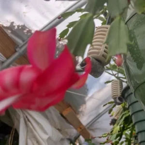 Red Thanksgiving Cactus Live Plant – 8 inch Large Starter – Indoor Blooming Succulent - Image 3