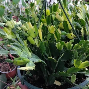 Red Thanksgiving Cactus Live Plant – 8 inch Large Starter – Indoor Blooming Succulent - Image 4