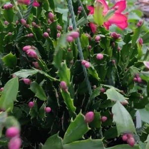 Red Thanksgiving Cactus Live Plant – 8 inch Large Starter – Indoor Blooming Succulent - Image 6