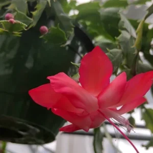 Red Thanksgiving Cactus Live Plant – 8 inch Large Starter – Indoor Blooming Succulent - Image 1
