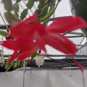 Red Thanksgiving Cactus Live Plant – 8 inch Large Starter – Indoor Blooming Succulent - Image 7