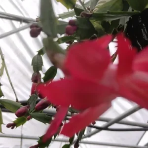 Red Thanksgiving Cactus Live Plant – 8 inch Large Starter – Indoor Blooming Succulent - Image 8