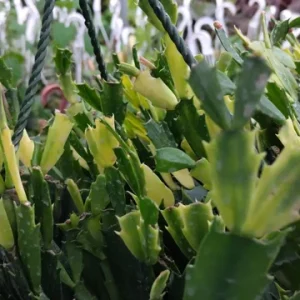 Red Thanksgiving Cactus Live Plant – 8 inch Large Starter – Indoor Blooming Succulent - Image 9