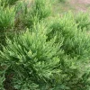 Redwood Conifer Live Plant – 3 inch Pot – Outdoor Tree - Image 1