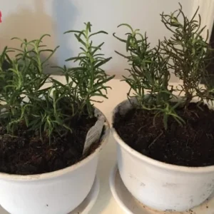 Rex Rosemary Live Plant - 2 Pack, Rosmarinus officinalis 'Rex', Culinary Herb for Garden & Containers - Image 2