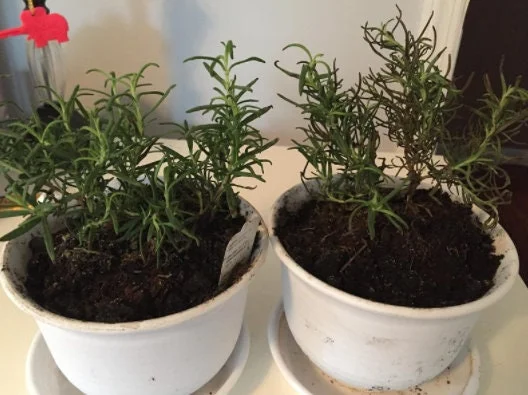 Rex Rosemary Live Plant - 2 Pack, Rosmarinus officinalis 'Rex', Culinary Herb for Garden & Containers - Image 2