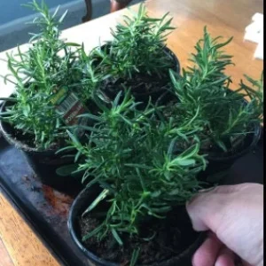 Rex Rosemary Live Plant - 2 Pack, Rosmarinus officinalis 'Rex', Culinary Herb for Garden & Containers - Image 3