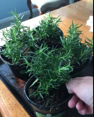 Rex Rosemary Live Plant - 2 Pack, Rosmarinus officinalis 'Rex', Culinary Herb for Garden & Containers - Image 3