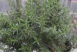 Rex Rosemary Live Plant - 2 Pack, Rosmarinus officinalis 'Rex', Culinary Herb for Garden & Containers - Image 4
