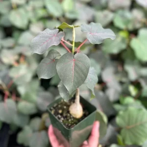 Rock Fig Live Plant - Ficus petiolaris Rare Indoor Houseplant - 4 Inch Pot - Image 2