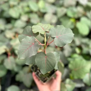 Rock Fig Live Plant - Ficus petiolaris Rare Indoor Houseplant - 4 Inch Pot - Image 3