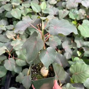 Rock Fig Live Plant - Ficus petiolaris Rare Indoor Houseplant - 4 Inch Pot - Image 4