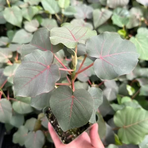 Rock Fig Live Plant - Ficus petiolaris Rare Indoor Houseplant - 4 Inch Pot - Image 1