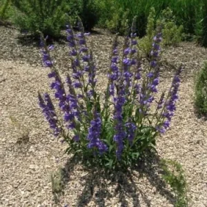 Rocky Mountain Penstemon Live Plant – Penstemon Strictus – Starter Plant 2.5x3.5 in Pot – Outdoor Perennial - Image 1