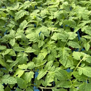 Roma Tomato Live Plants - 3 Pack, 6-10 inches, 60+ Days Old, Outdoor Vegetable - Image 1