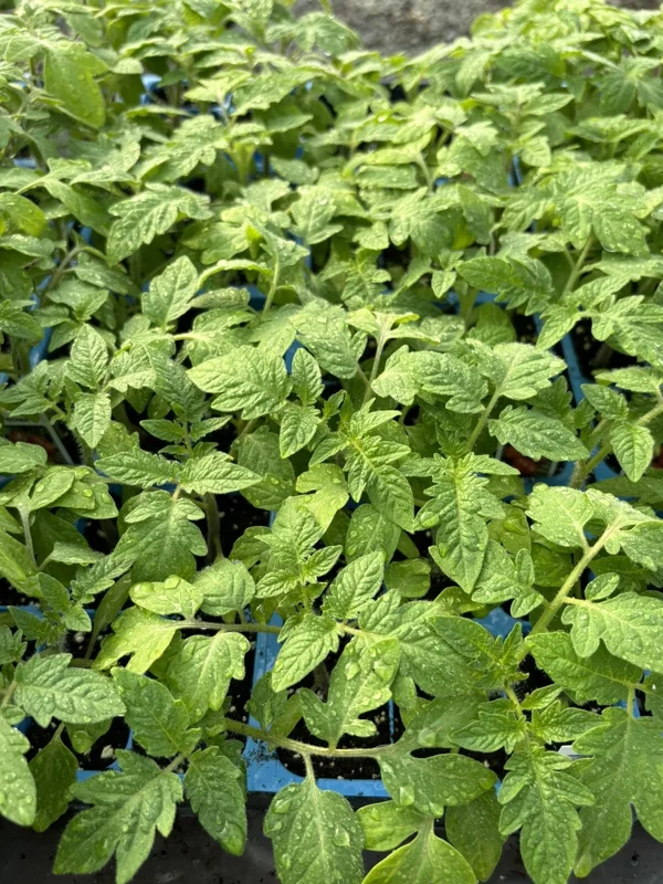 Roma Tomato Live Plants 4-Pack – 6-10 in, 60+ Days Old, Determinate, Paste Tomato - Image 1