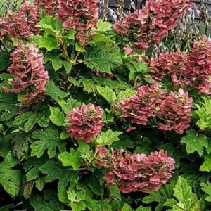 Ruby Slippers Oakleaf Hydrangea Live Plant - 7-12 Inch Tall - Outdoor Shrub - Image 1