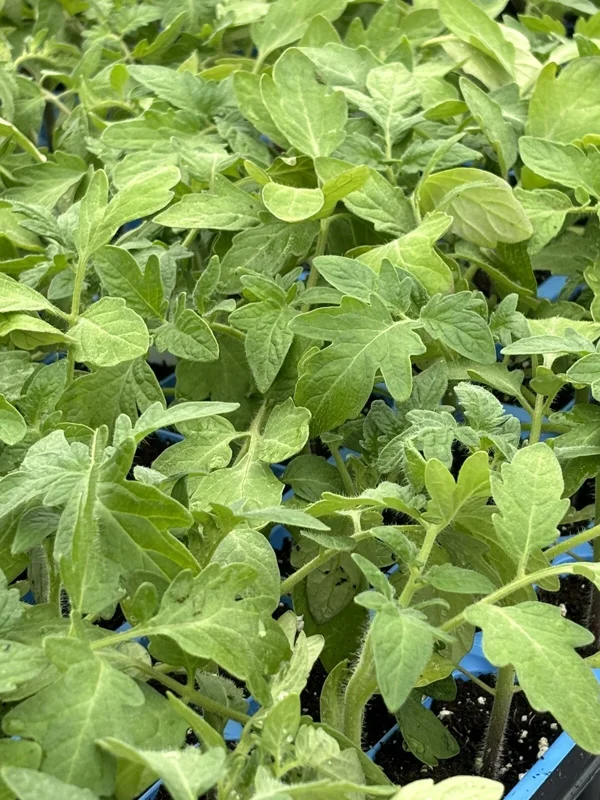 Rutgers Tomato Live Plant | 2-Pack | 6-10 inches | Indeterminate | Outdoor Vegetable - Image 1