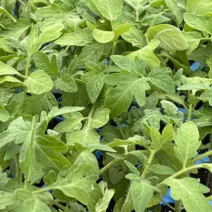 Rutgers Tomato Live Plants - 3 Pack, 6-10 inches, Outdoor Heirloom - Image 1