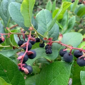Salal Berry Bush Live Plant – 6 inch Pot – Outdoor Garden Shrub - Image 2