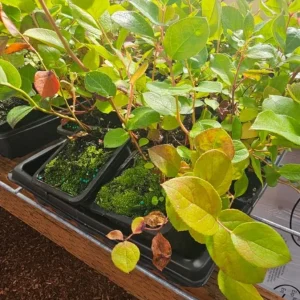 Salal Berry Bush Live Plant – 6 inch Pot – Outdoor Garden Shrub - Image 3