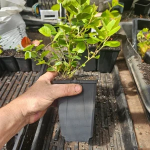 Salal Berry Bush Live Plant – 6 inch Pot – Outdoor Garden Shrub - Image 4