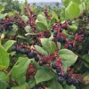 Salal Berry Bush Live Plant – 6 inch Pot – Outdoor Garden Shrub - Image 1