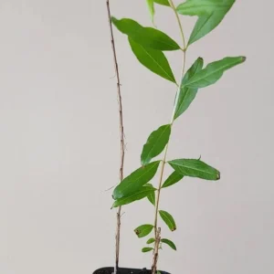 Salavatski Pomegranate Tree Live Plant - Cold Hardy Russian Fruit Tree for Zones 6-9 - Image 2