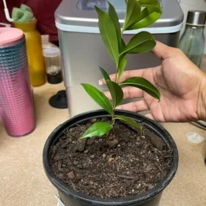 Salavatski Pomegranate Tree Live Plant - Cold Hardy Russian Fruit Tree for Zones 6-9 - Image 3