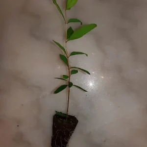 Salavatski Pomegranate Tree Live Plant - Cold Hardy Russian Fruit Tree for Zones 6-9 - Image 4
