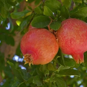 Salavatski Pomegranate Tree Live Plant - Cold Hardy Russian Fruit Tree for Zones 6-9 - Image 5
