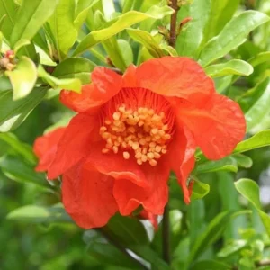 Salavatski Pomegranate Tree Live Plant - Cold Hardy Russian Fruit Tree for Zones 6-9 - Image 6