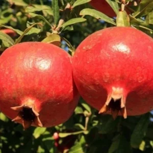 Salavatski Pomegranate Tree Live Plant - Cold Hardy Russian Fruit Tree for Zones 6-9 - Image 7