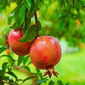 Salavatski Pomegranate Tree Live Plant - Cold Hardy Russian Fruit Tree for Zones 6-9 - Image 1